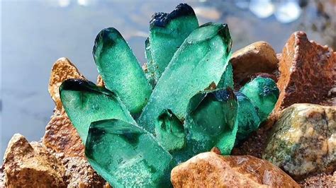 I found emerald flowers. This is a strange coast. seafood.